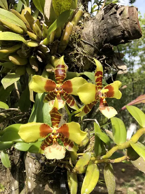 amazing Types of Yellow Orchid Varieties