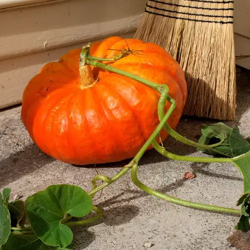 Ornamental Vegetables 89
