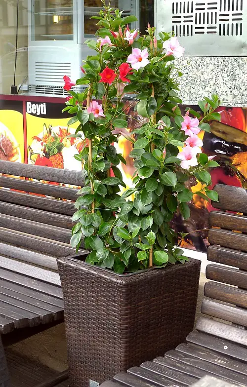 Gorgeous Types of Dipladenia
