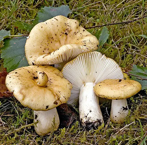 Common Mushroom Names 19