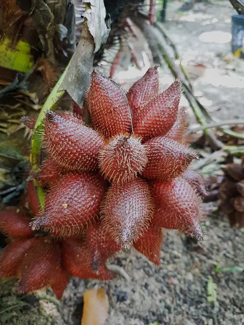 Fruits that Stink and Smell in garden