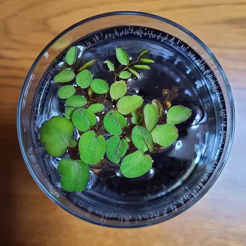 top Plants that Look Like Lily Pads