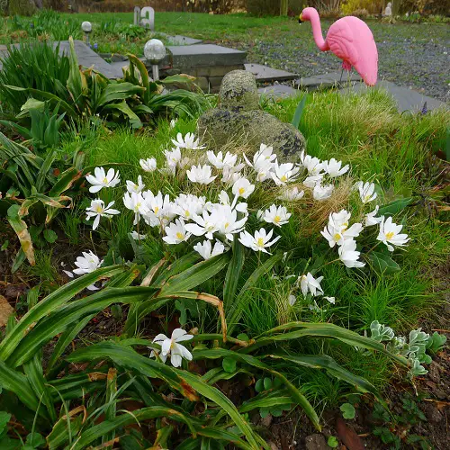 Blossoms starting with the letter B for your garden