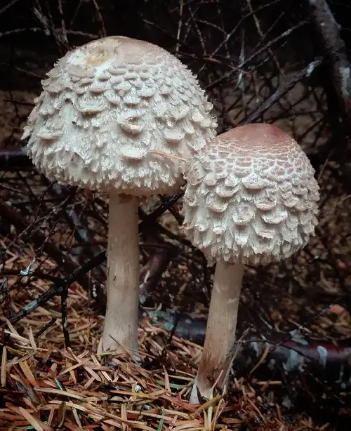 Common mushroom names along with an image