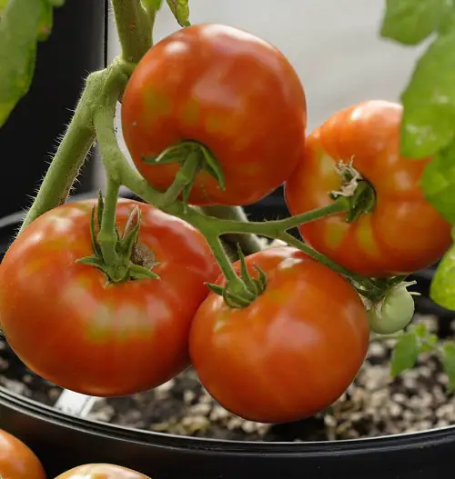 Seedless Tomato Varieties 