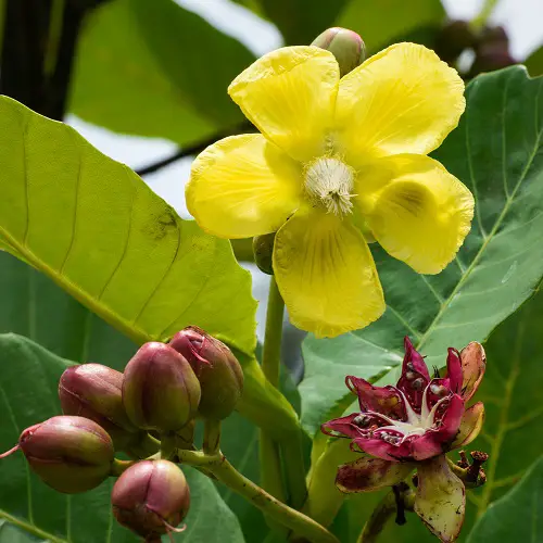 beautiful Top Asian Blossoms for Gardening 