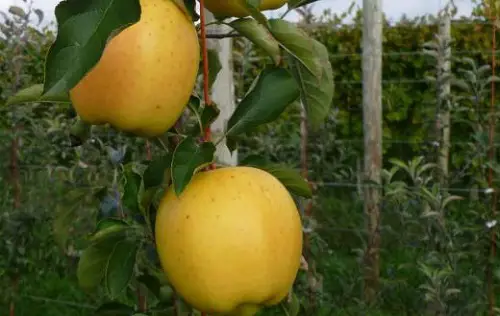 Varieties of Yellow Apples for the Yard 
