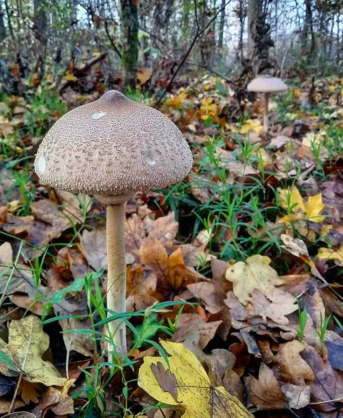 lovely Common mushroom names along with an image