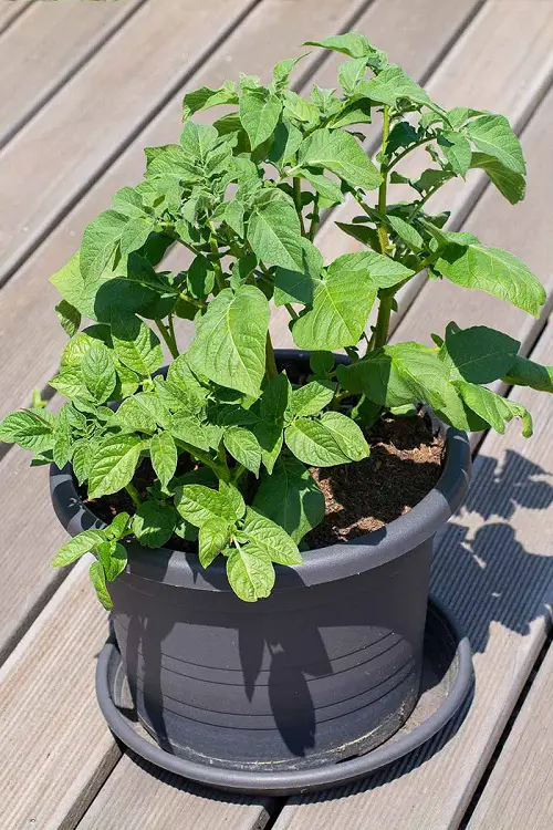 best Plants that Don’t like Eggshells 