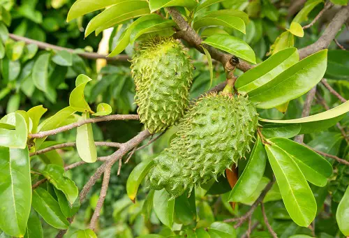 best Fruits with the smell and Smell