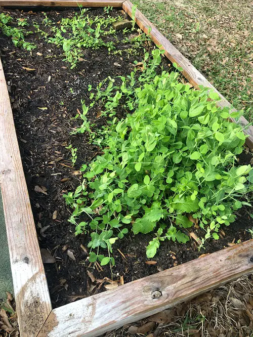 Unknown Vegetables that are Man-Made