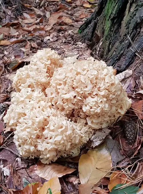 top Common Names for Mushrooms with an image