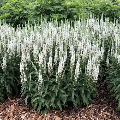 Gorgeous White Flower Ground Covers