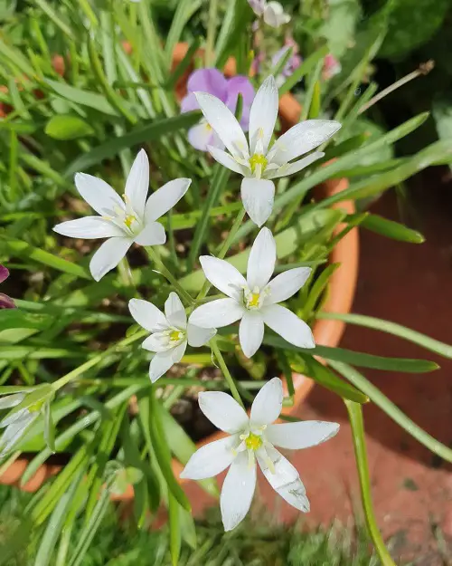 Flowers that Look Like Stars