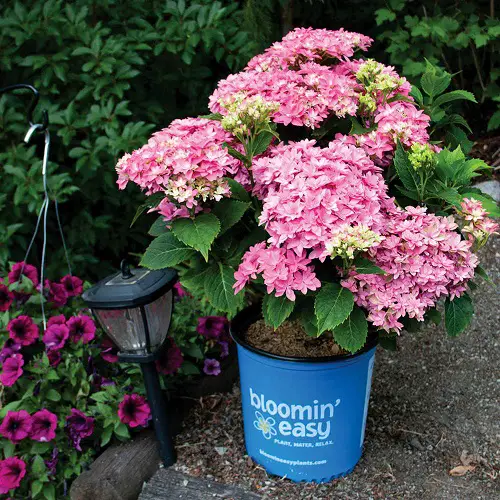 Beautiful Uncommon Hydrangea Varieties 7