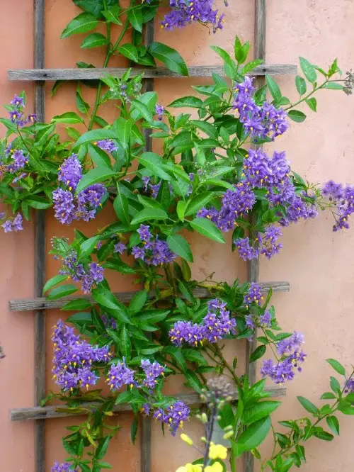 The Garden's Most Fragrant Climbers for Walls 
