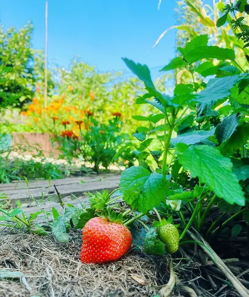 Growing Strawberry from Strawberry Scraps