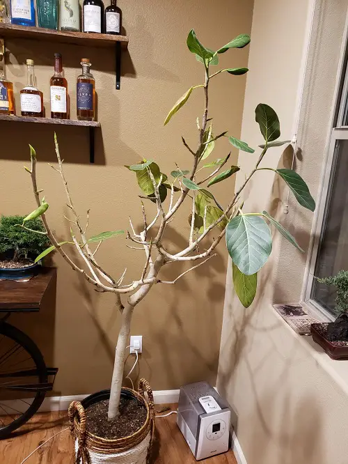 Rubber Plant Leaves Curling and Falling Off - Reasons