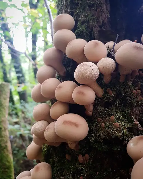 Common mushroom names along with an image