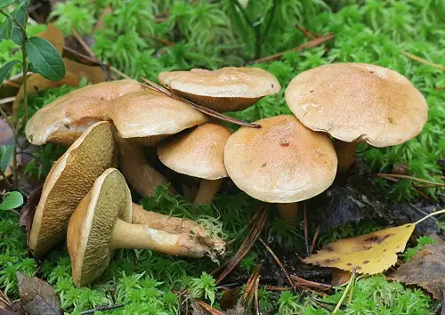 lovely Common Names for Mushrooms with an image