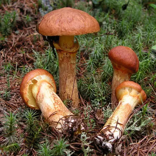 most Common Names for Mushrooms with an image