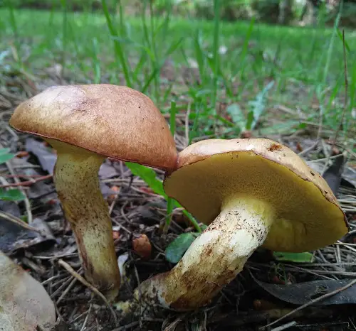 Common mushroom names along with an image