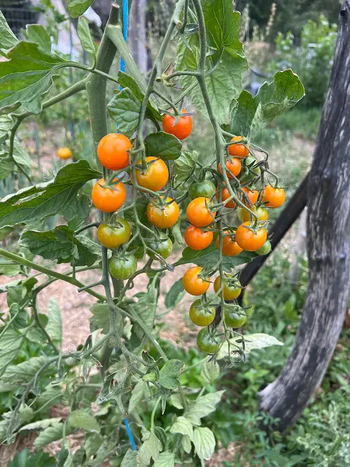 Seedless Tomato Types
