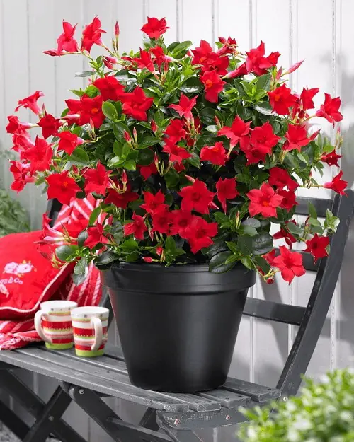 best Gorgeous Types of Dipladenia 