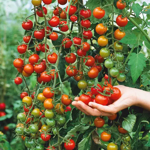 Seedless Tomato Varieties for garden