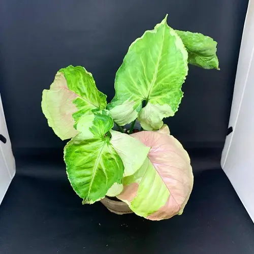 The Best Types of Pink Syngonium