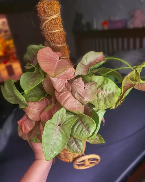 top Superior Types of Pink Syngonium