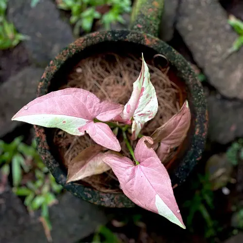 pink syngonium varieties in pot