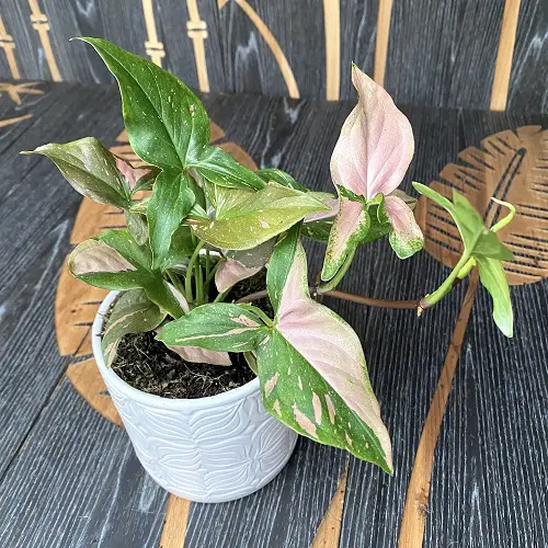 best Superior Types of Pink Syngonium