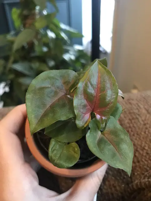 Popular Varieties of Pink Syngonium