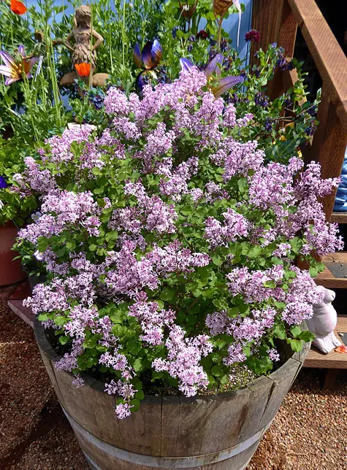 Plants That Are Against to Eggshells 