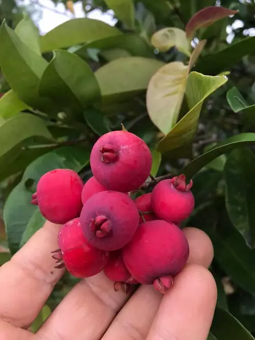pink Fruits With Letter F