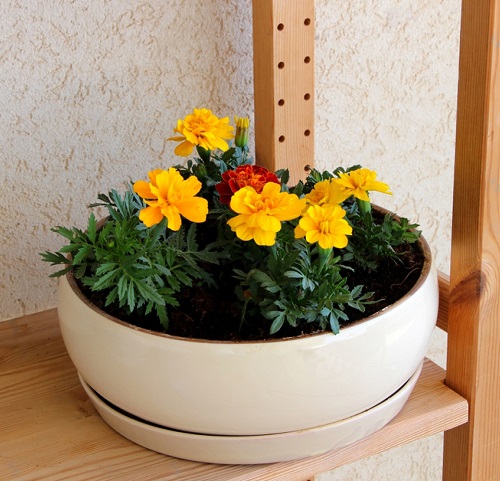 Best Indoor Mosquito Repellent Plants 