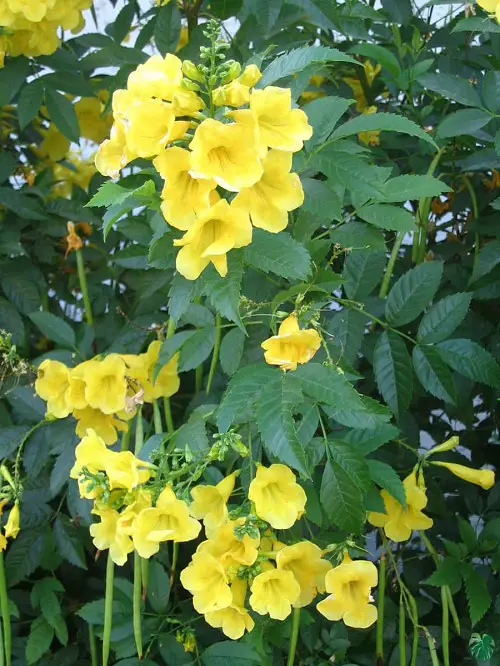 Stunning Esperanza Varieties You Must Grow