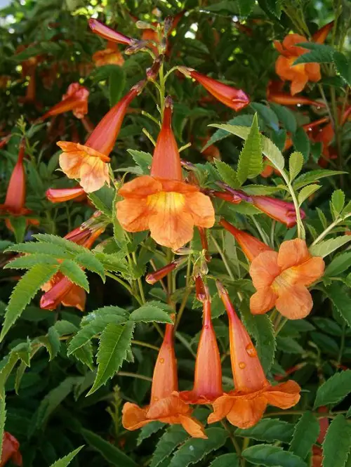 Esperanza Types You Need to Plant