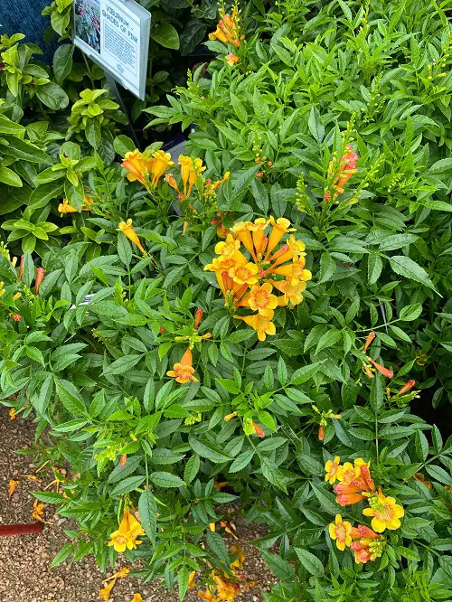 Best Esperanza Varieties 