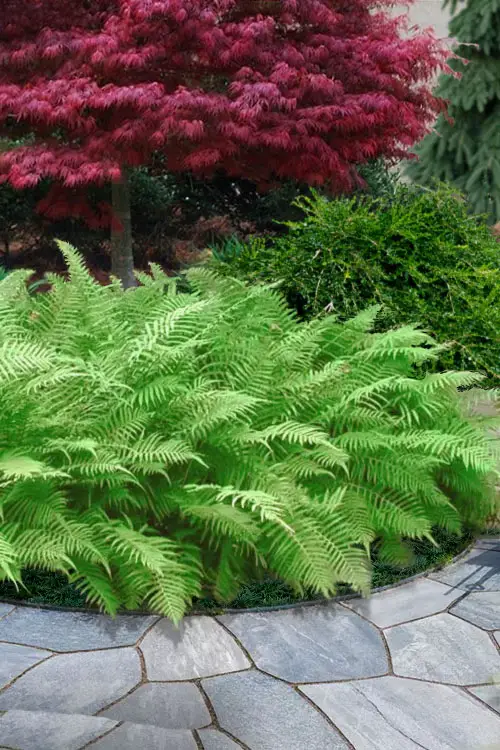 Beautiful Perennial Ferns in garden 3