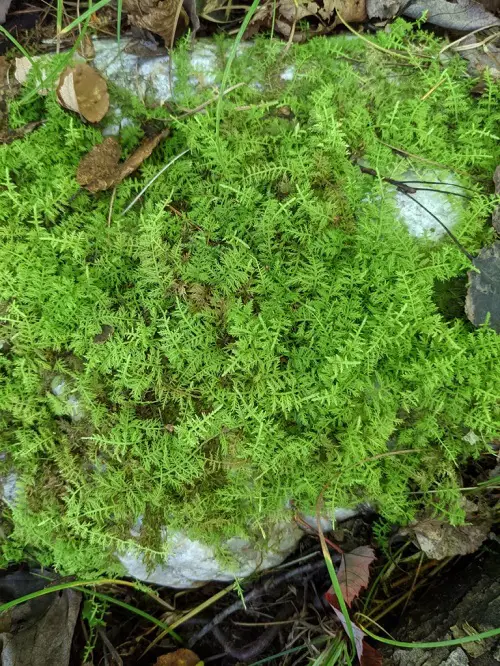 Quick-Growing Ground Cover Plants