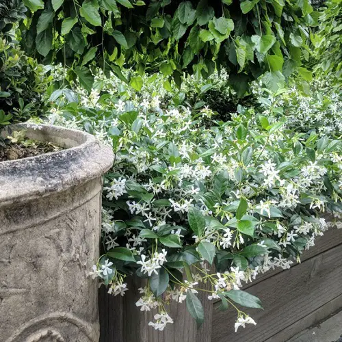 top Beautiful Fast Growing Ground Cover Plants