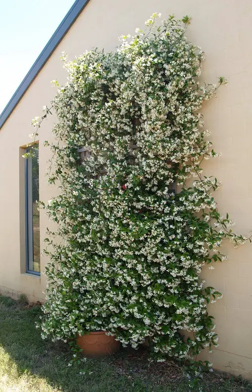 Most Fragrant Climbers 2
