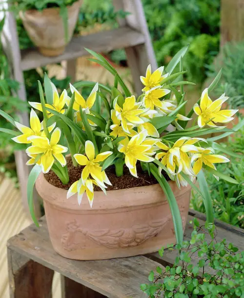 Stunning White Flowers with Yellow Center in pot