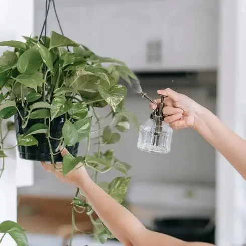 How to Revive Frost or Cold Damaged Pothos?