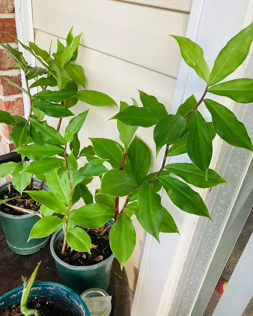 Benefits of Insulin Plants