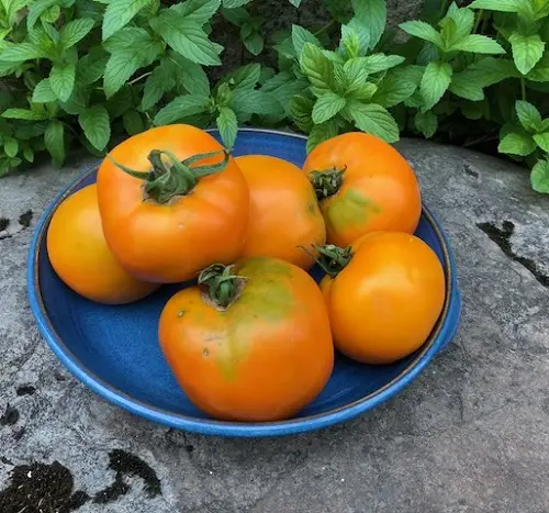 Attractive Seedless Tomato Types 