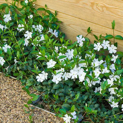 Beautiful Ground Covers with White Flowers