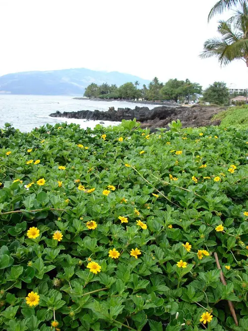 best Magnificent Ground Cover Plants that Grow Quickly
